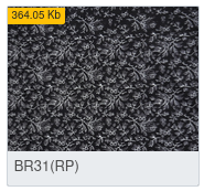 BR31(RP)